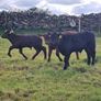 First calved Heifers Image 10