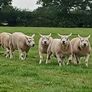 Pedigree Texel Rams Image 6