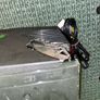 Xbox Original with Crack But Works perfectly Image 4