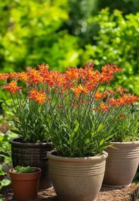 crocosmia bulbs - late summer plant