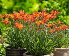 crocosmia bulbs - late summer plant