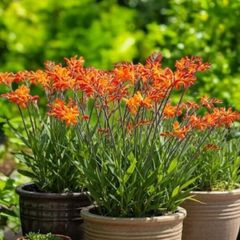 crocosmia bulbs - late summer plant