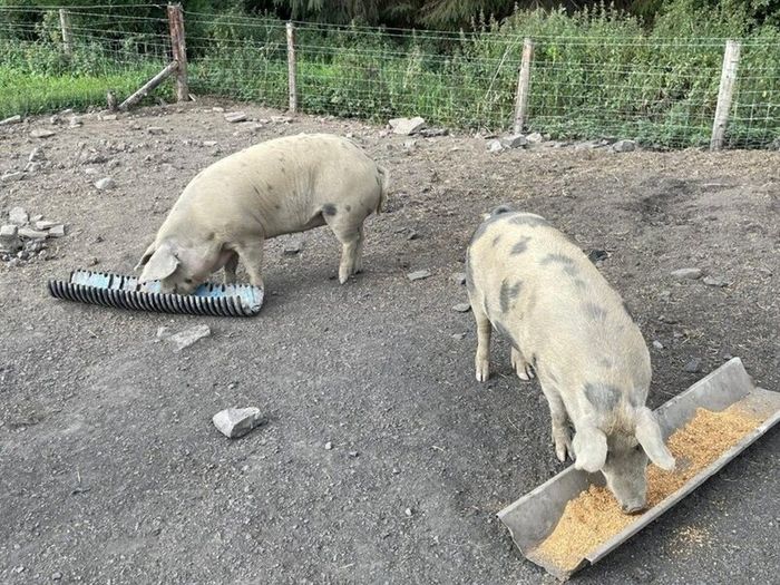 Pigs in pig looking for a new Eirecode