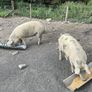 Pigs in pig looking for a new Eirecode Image 2