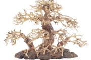 Bonsai Tree Medium