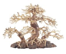 Bonsai Tree Medium