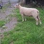 Purebred Registered Charolais Hogget Rams Image 4