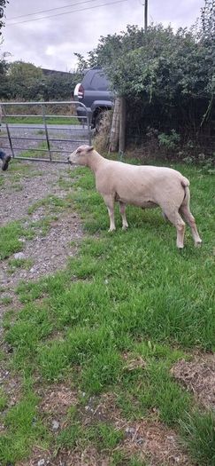 Purebred Registered Charolais Hogget Rams