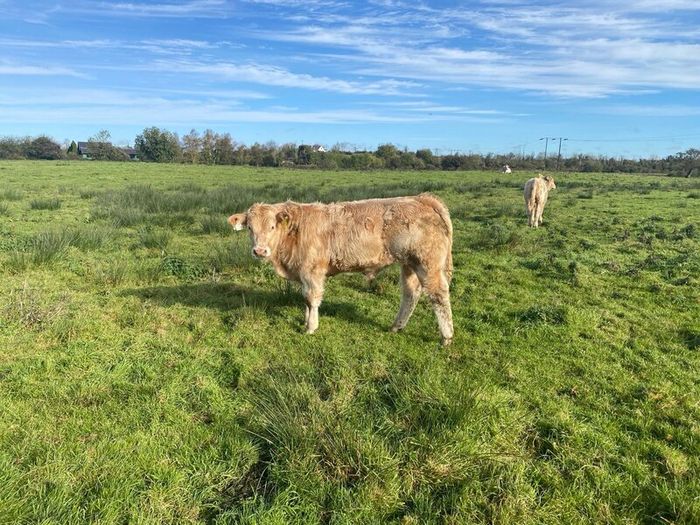 Organic weanlings Elphin Mart
