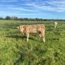 Organic weanlings Elphin Mart Image 3
