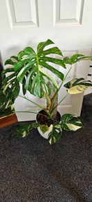 Very large Monstera Thai Constellation plant