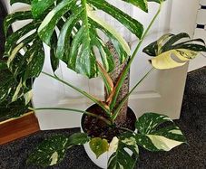 Very large Monstera Thai Constellation plant