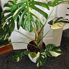 Very large Monstera Thai Constellation plant