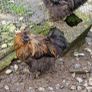USA silkie roosters x2 Image 6