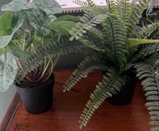 Hanging House Plants x6 (plastic)