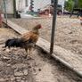 Chickens Image 4