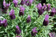 (L) Lavender Stoechas Little Bee seeds 0.1g (432073)