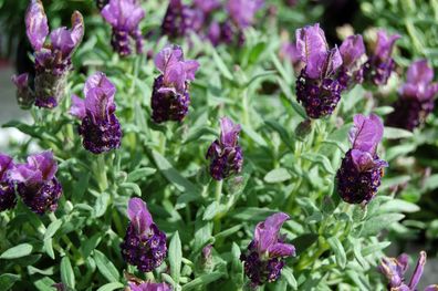 (L) Lavender Stoechas Little Bee seeds 0.1g (432073)