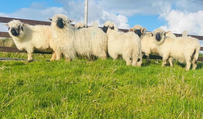 Ram lamb