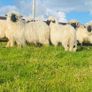 Ram lamb Image 3