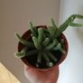 Plants - Succulents Image 4