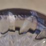 Tyrone Irish Coffee Or Hot Whisky Crystal Mug. Image 7
