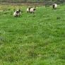 Blackface rams Image 9