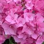 Hydrangea Image 3