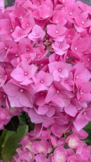 Hydrangea