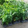 Portuguese Laurel Image 7