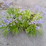 Woodland Bluebells Image 6