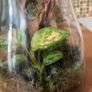 Bioactive terrarium Image 2