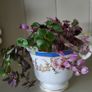 Vety cute Tradescantia Callisia repens.House plant Image 4