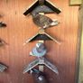 pigeons Image 2