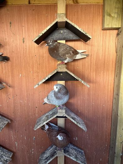 pigeons