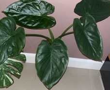 plant