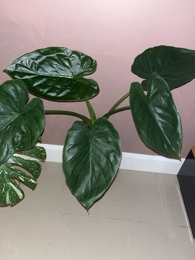 plant