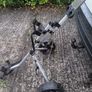 golf trolley Image 5