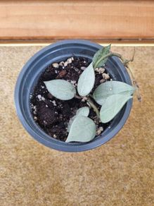 Hoya krohniana super silver