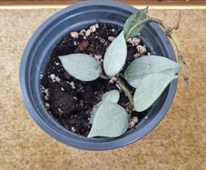 Hoya krohniana super silver