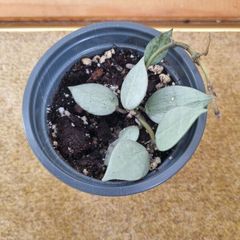 Hoya krohniana super silver