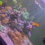 redsea reefer 350xl Image 4