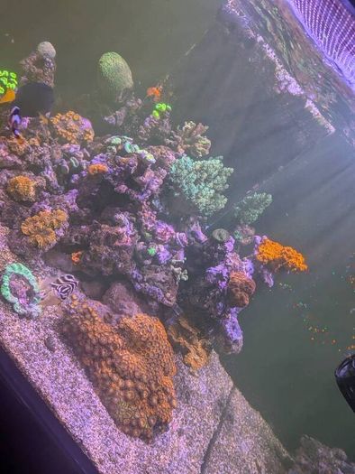 redsea reefer 350xl