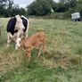 Sucklers First Calvers Image 3