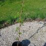 Strawberry plants and raspberry plants for sale Image 9