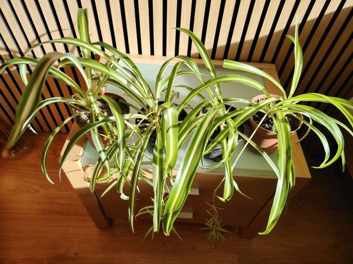 Spider Plant