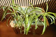 Spider Plant
