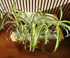 Spider Plant