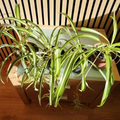 Spider Plant