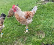 Chicken